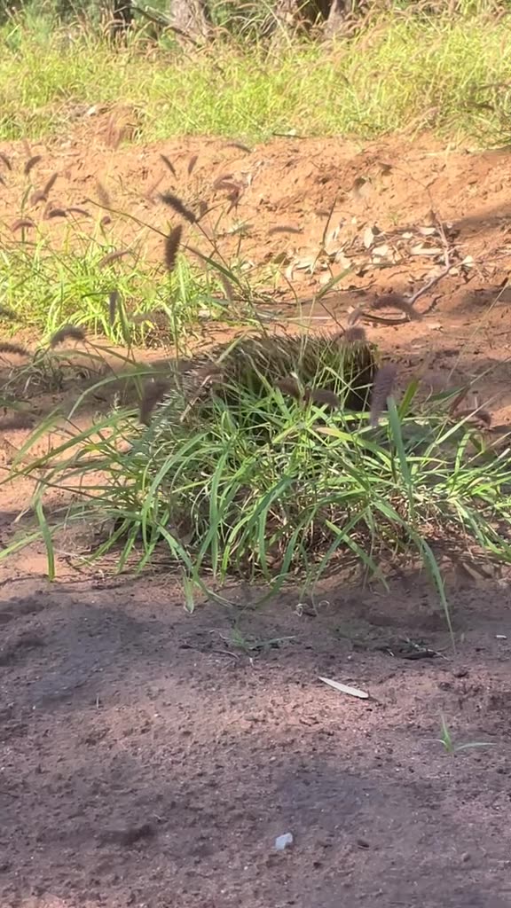 Australian wild life