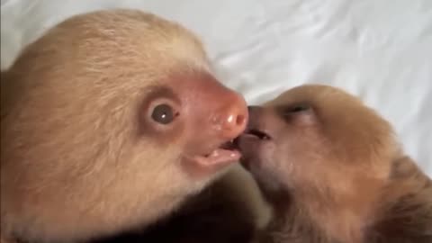 funny animals playing