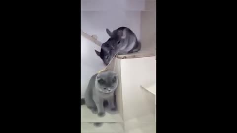 Funny animals - Funny cats / dogs - Funny animal videos