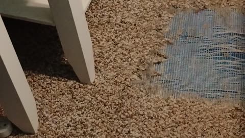 America is our country not illegals!