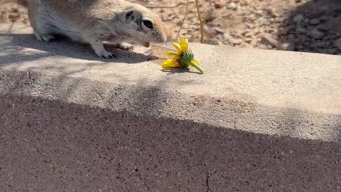 Thirsty Chipmunk Makes Great Lunch Date