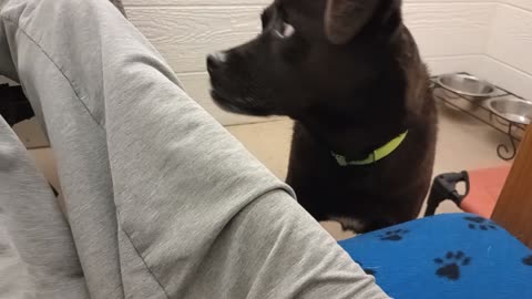 Rufus 9y A849852@TRN, from kennel 184 PACC shelter was our intro meeting all goes ~groovy20251207504