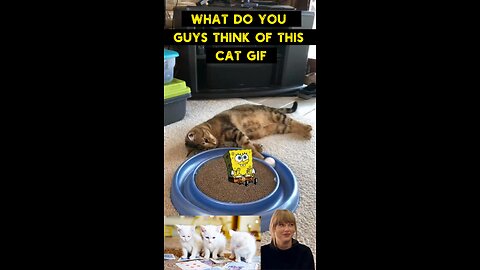 Cute Cat Gif