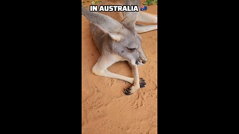 Kangaroo diaries only in Australia 🇦🇺