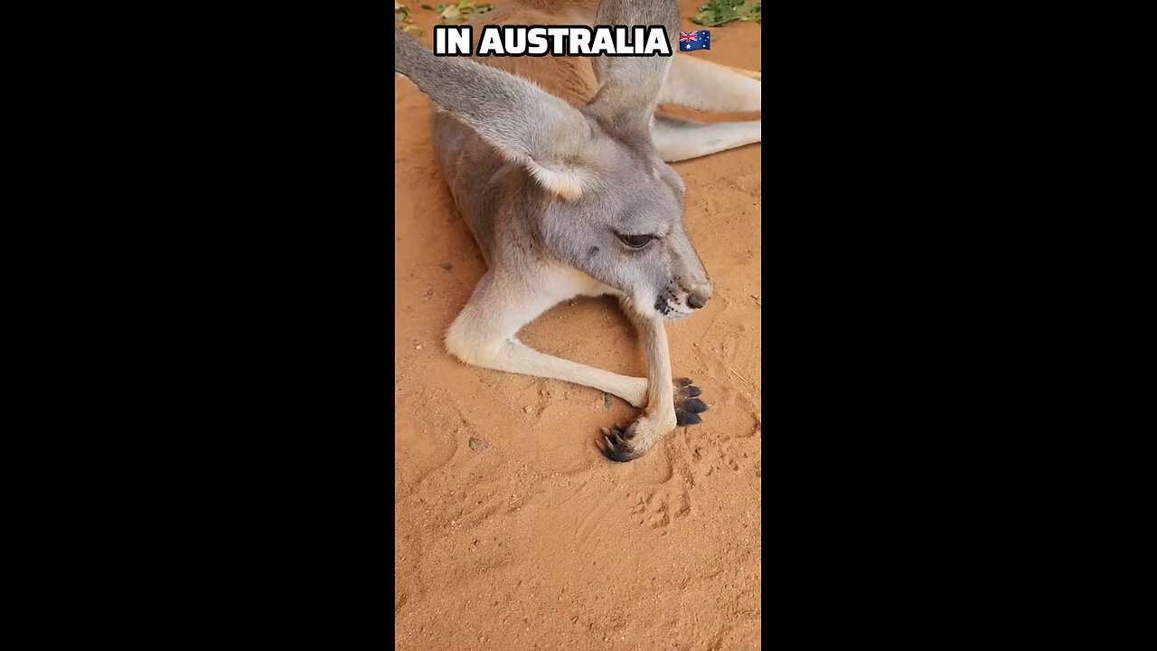 Kangaroo diaries only in Australia 🇦🇺
