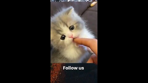 Funny Cute cat videos