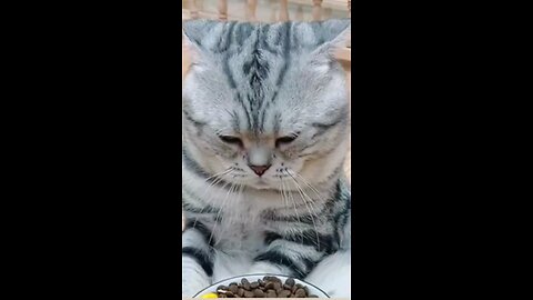 funny animals