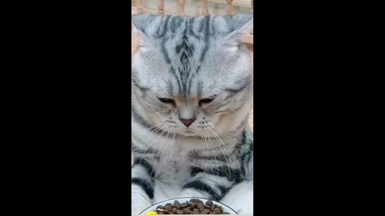 funny animals