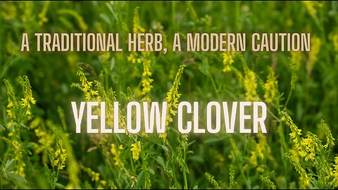 The Health Benefits of Yellow Clover