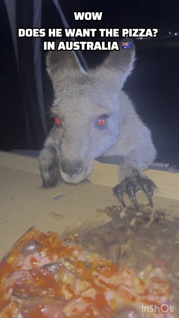 Wow! Does he want the pizza?🍕 kangaroo diaries only in Australia