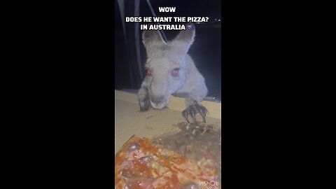 Wow! Does he want the pizza?🍕 kangaroo diaries only in Australia