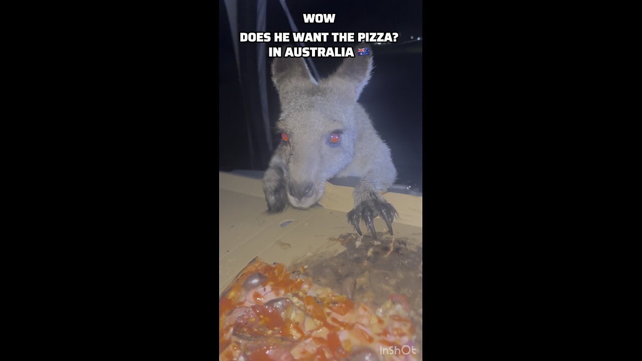 Wow! Does he want the pizza?🍕 kangaroo diaries only in Australia