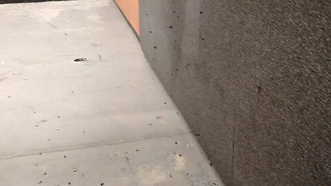 Phoenix Arms HP-22 Part 1