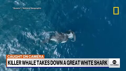 Orca takes down a great white shark on camera