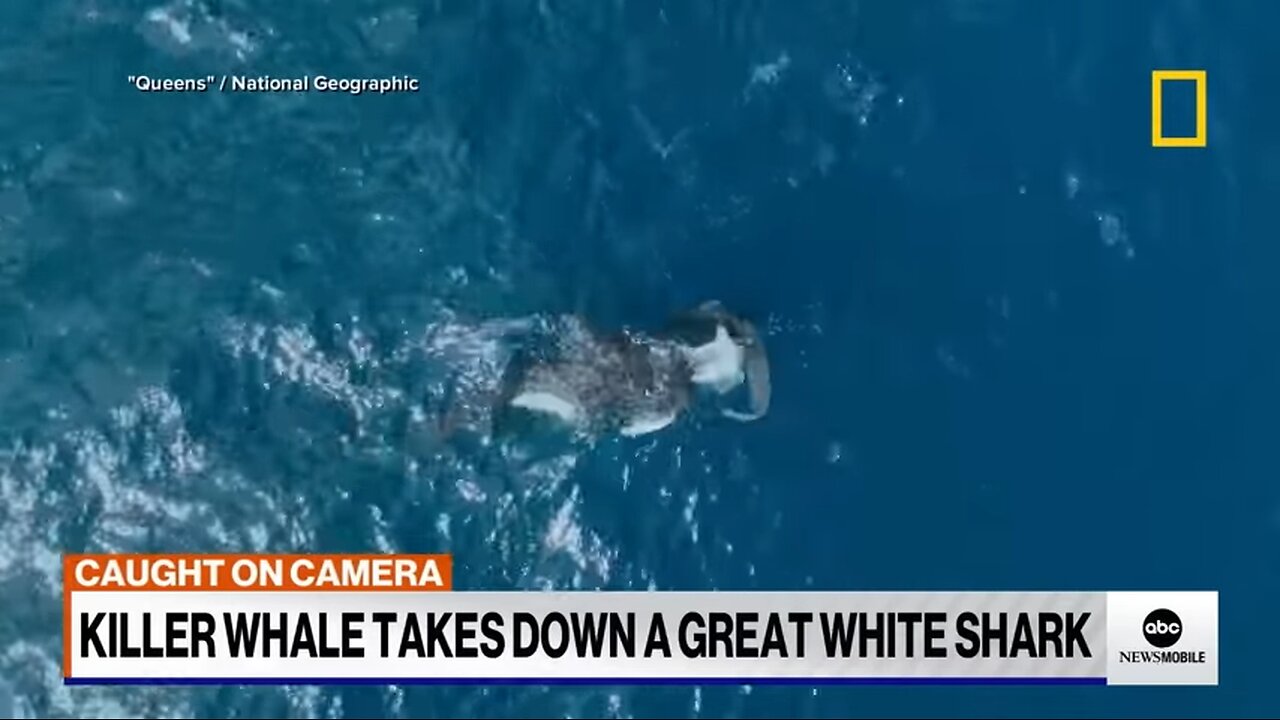 Orca takes down a great white shark on camera