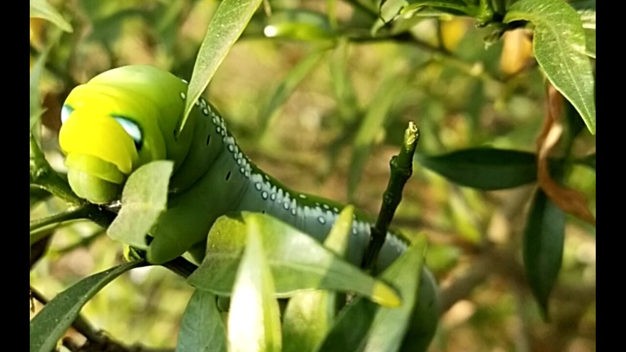 Amezing Caterpillar