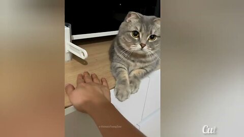 Viral cats and dogs Videos 😂😹 Funny Animal videos 2024.