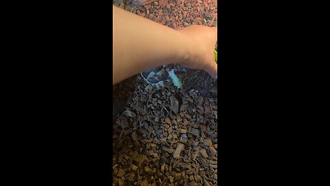 tortoise feeding moment