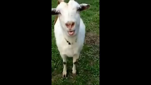 😅 #funny #goat #kidsfun #kidsfunnyvideos #happy #funnyanimals