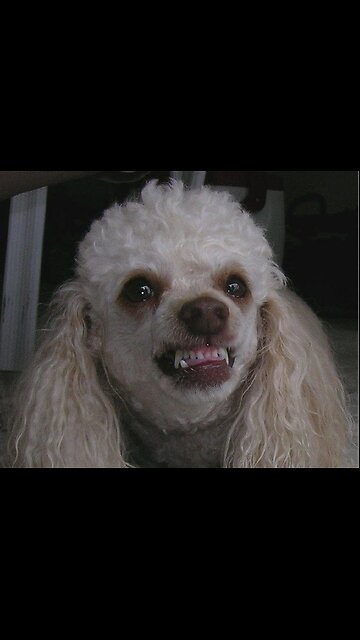 KANG A LANG AND THE ONION