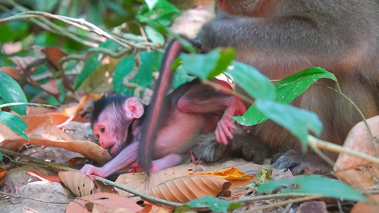 Mom Monkey ANNA Did The Wrong Thing To Newborn Baby AMELIA