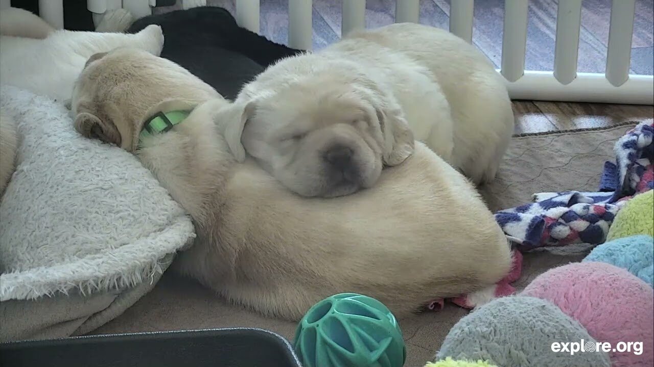 Relax With 20 Minutes of Sleeping Puppies