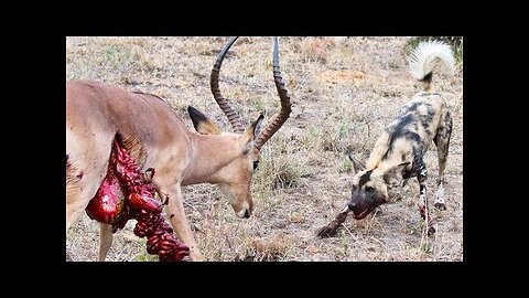 Lone Wild Dog vs Impala