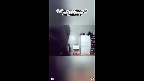 funny cat core