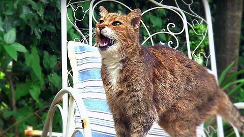 Why Do Cats Miaow