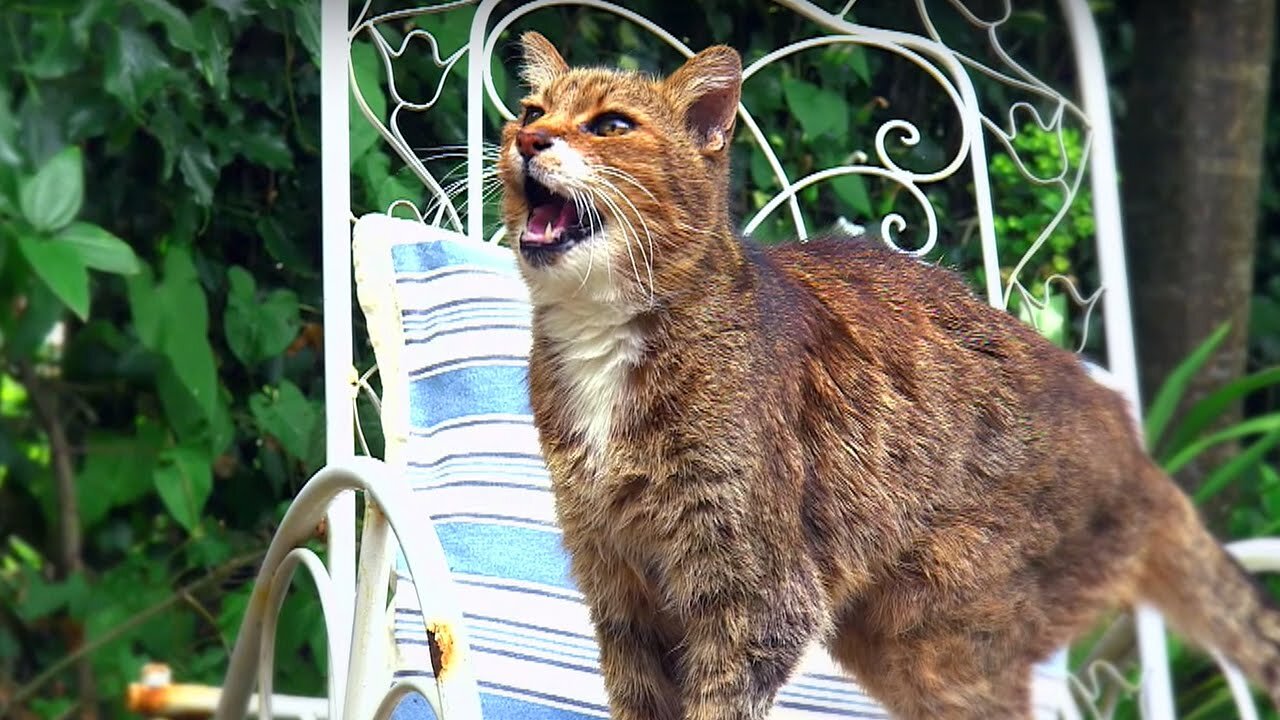 Why Do Cats Miaow