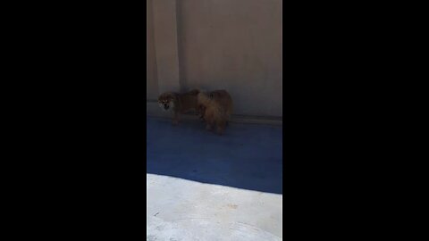 our lovely dogs