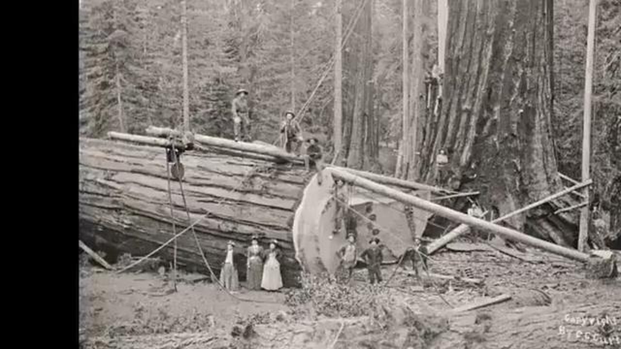 THE PARASITES & THE 'LAST' OF THE FATHERS GREAT TREES - by Scotty Bam