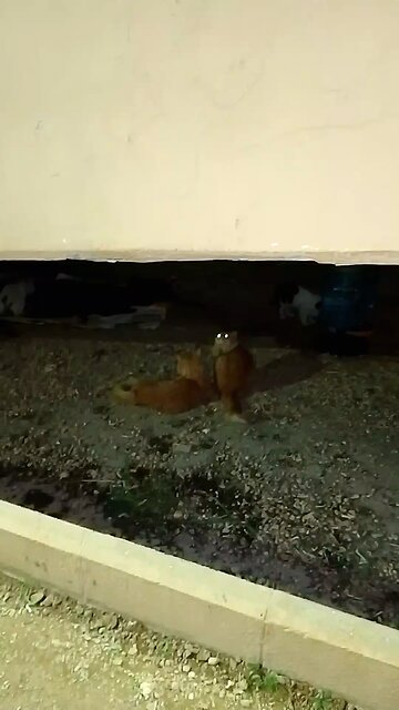 Nice Cat lover video saudia arbia Garden