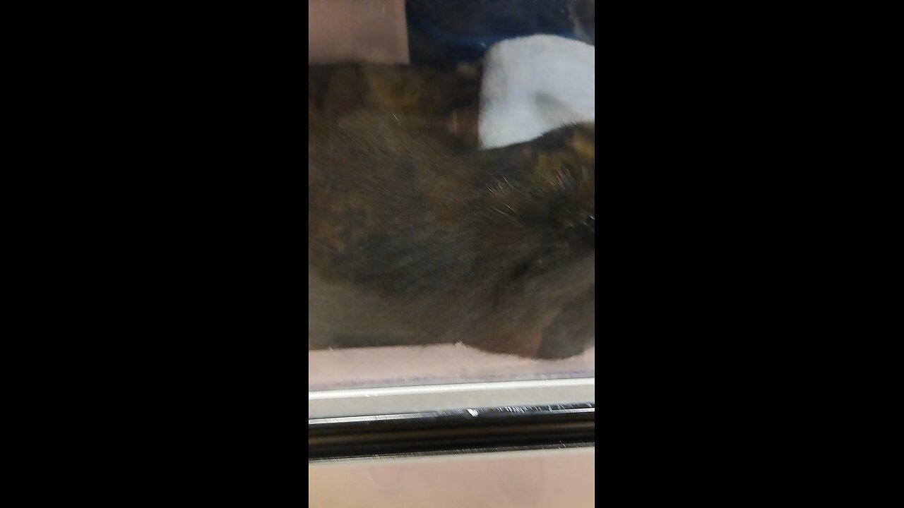 cats at petsmart pt 1