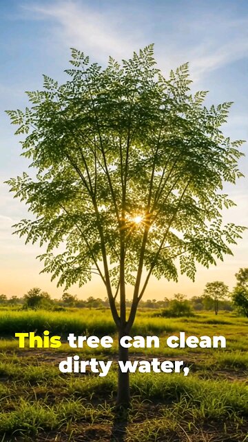 This Tree Can Clean Dirty Water And Has Anti-Aging Capabilities The Moringa Miracle Tree