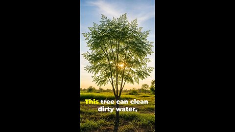 This Tree Can Clean Dirty Water And Has Anti-Aging Capabilities The Moringa Miracle Tree