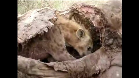 Scavengers and Predators in the animal world