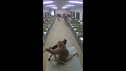 Monkey Tries machine gun in the Marines Camp| Ai is epic 😂😆