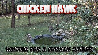 Chicken Hawk knows where to find the Chickens!