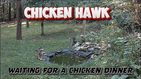 Chicken Hawk knows where to find the Chickens!