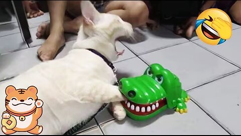 Funny animal videos for kids