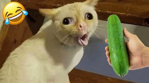 Funny Animals 😅 Very Funny Cats & Dogs Videos 😹🐶 | Part 2 – Hilarious Pet Compilation 2025