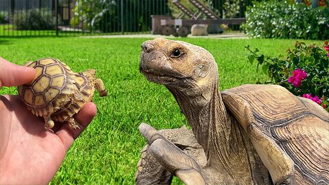 Baby Tortoise Meets Dad for the FIRST TIME!