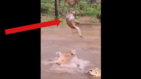 🤯Crazy Animal TikTok's I Found On the Web From All Over The World!!! Insane!!