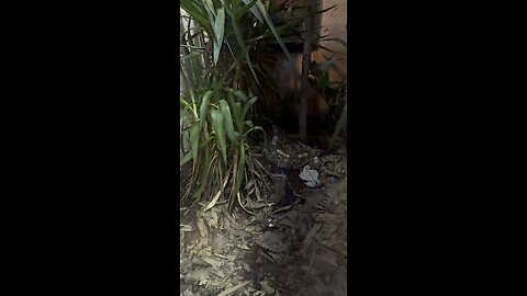 Viper Hiding On The Forest Floor