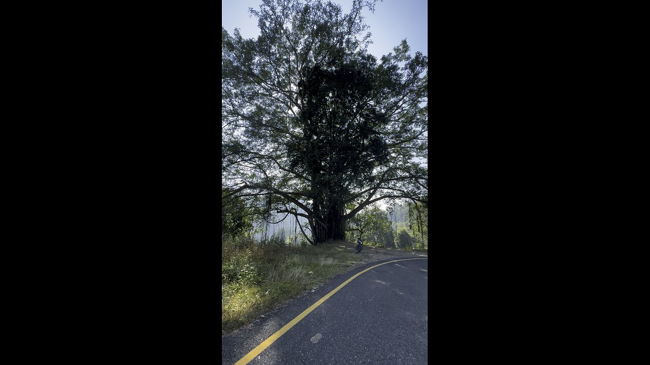 Huge tree in nepal nawalpur