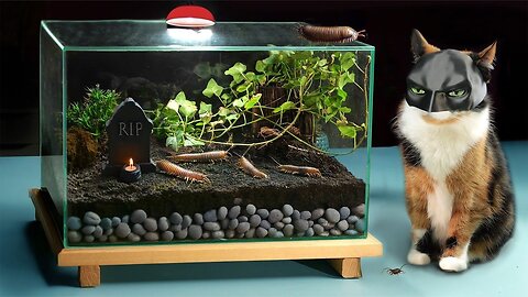 900 DAYS WITHOUT FOOD – ECOSYSTEM IN A SEALED TERRARIUM I FINAL VIDEO