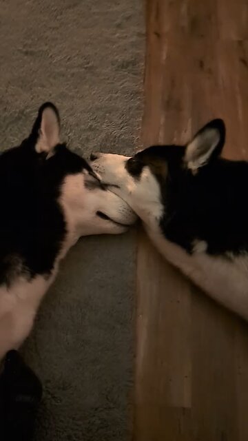 They are so funny together