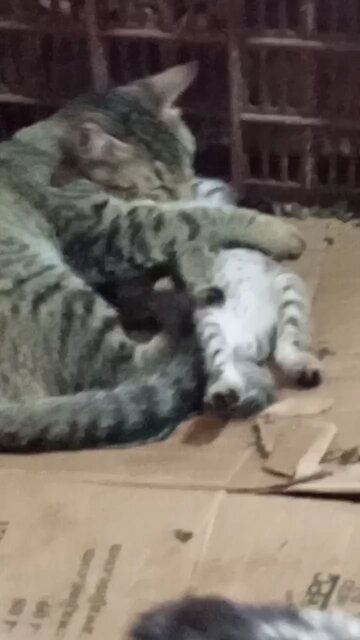 #reels cat Chat 🐈🐈cat