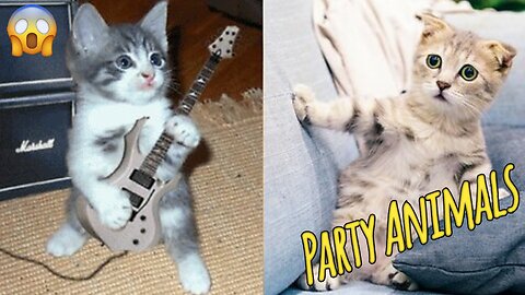 Funniest ANIMAL Videos - I dare you not to laugh at these Animals